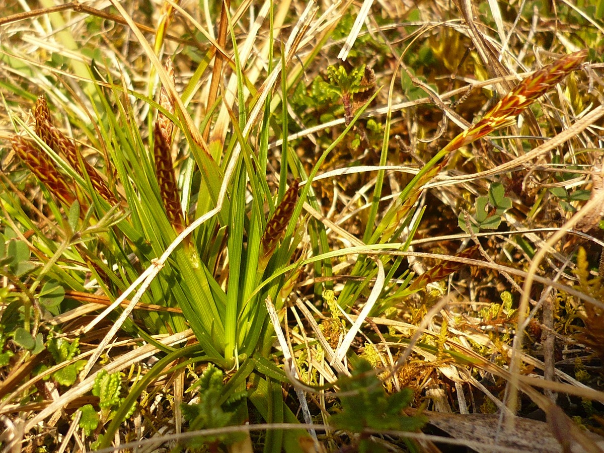 Carex humilis (Cyperaceae)